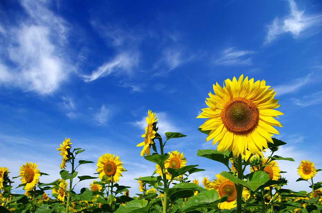 A field of yellow sunflowers with a partly cloudy blue sky